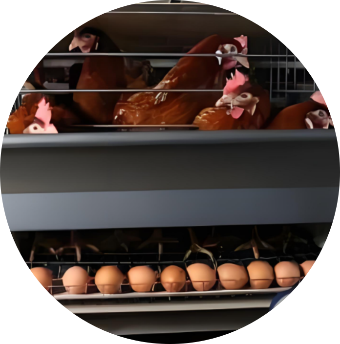 For Poultry