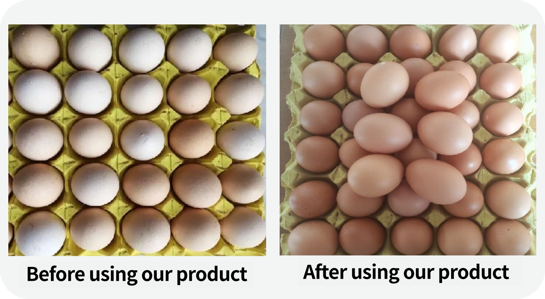 For Poultry