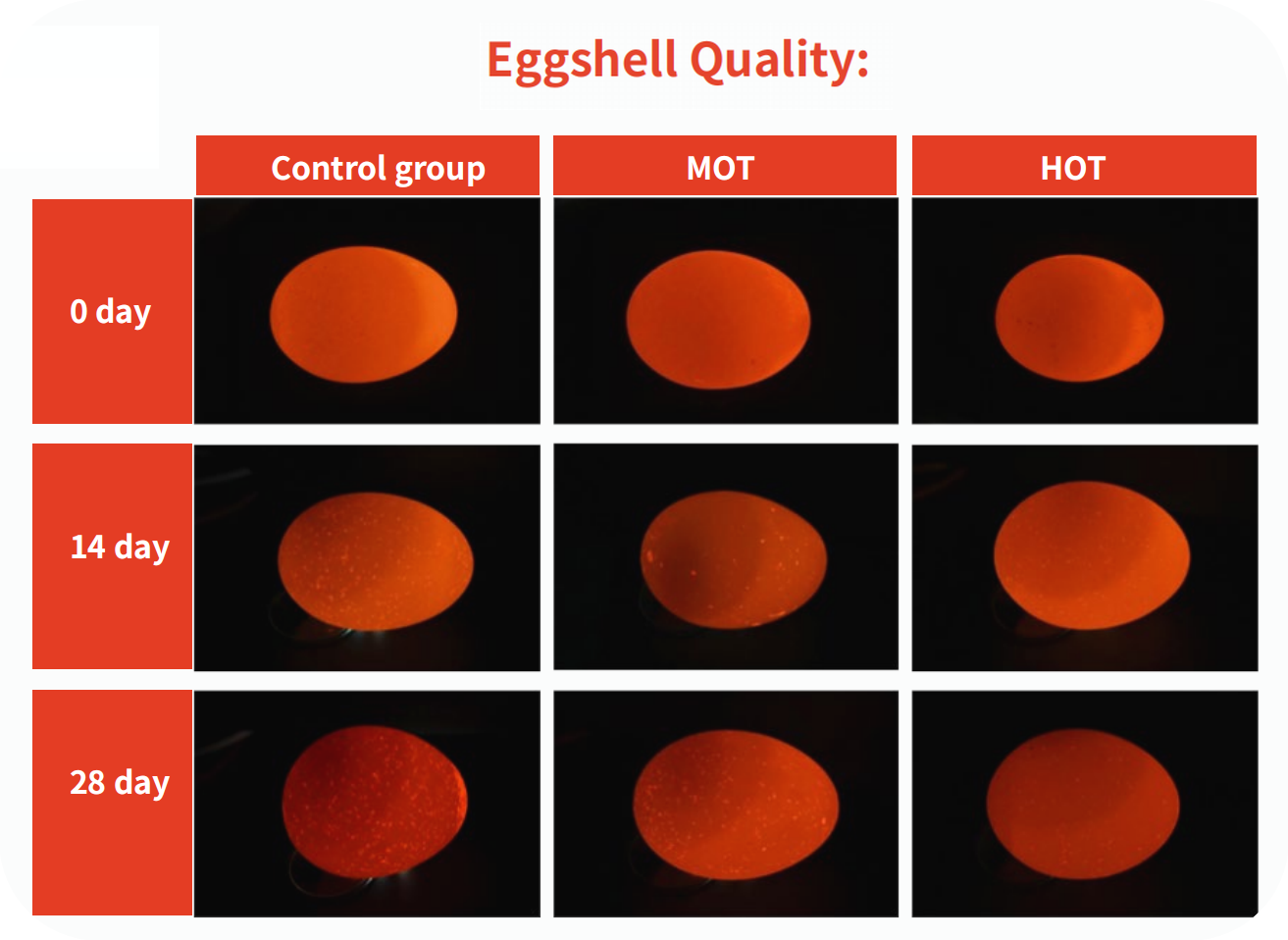 OptiEgg